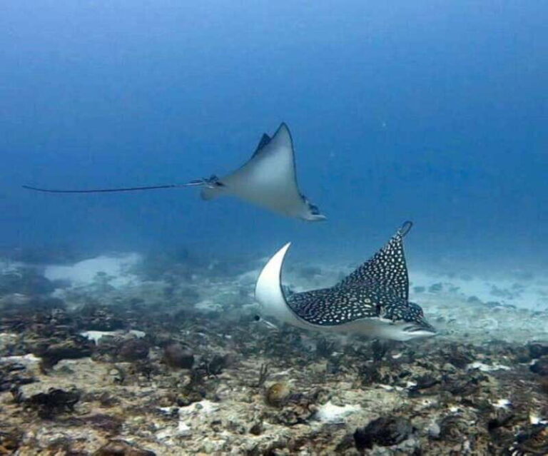 Playa del Carmen: Two Reefs Dives for Certified Divers - What Makes This Tour Stand Out?