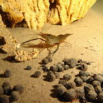 Playa del Carmen: Unforgettable Dive @ Cenote Chikin Ha - Why This Tour Offers Real Value