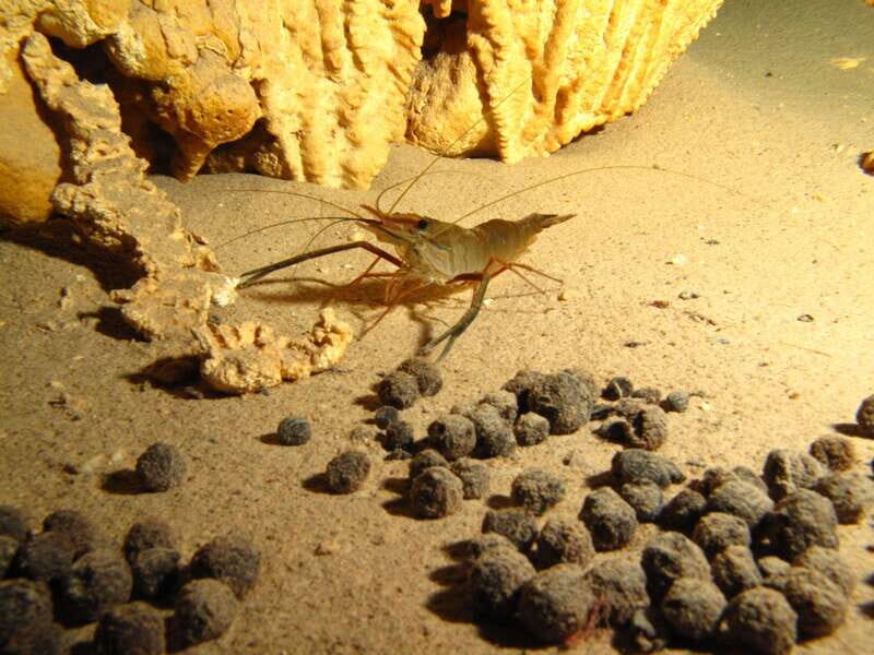 Playa del Carmen: Unforgettable Dive @ Cenote Chikin Ha - Why This Tour Offers Real Value