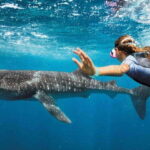 Playa del Carmen:Whale shark Experience in the Caribbean Sea - The Itinerary in Detail