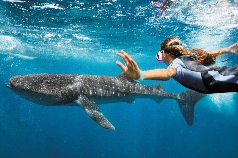 Playa del Carmen:Whale shark Experience in the Caribbean Sea - The Itinerary in Detail