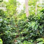 Pluma Hidalgo Coffee Experience - Who Is This Tour Best For?