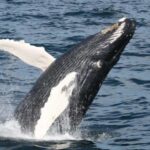 Plymouth: Whale Watching Cruise - Who Will Love This Experience