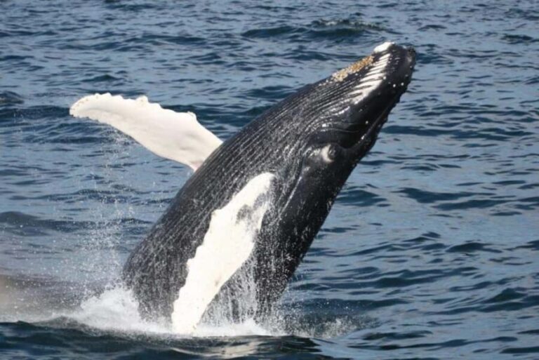 Plymouth: Whale Watching Cruise - Who Will Love This Experience