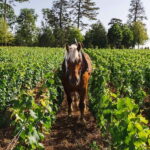 Pommard: Clos Marey Monge Signature Wine Tasting - Why This Tour Stands Out
