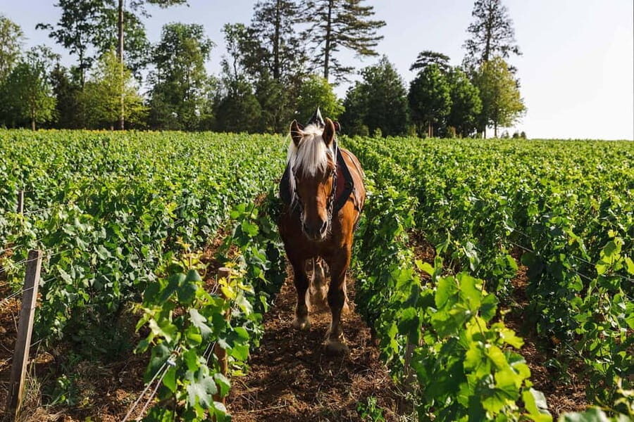 Pommard: Clos Marey Monge Signature Wine Tasting - Why This Tour Stands Out