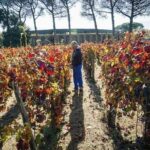 Pompeii Visit with Food and Wine tasting near Mt. Vesuvius - Exploring Pompeii and Mount Vesuvius: What to Expect