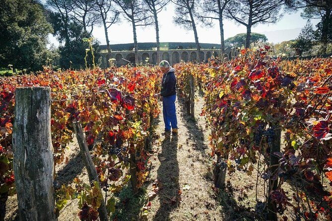 Pompeii Visit with Food and Wine tasting near Mt. Vesuvius - Exploring Pompeii and Mount Vesuvius: What to Expect