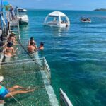 Ponton Day Trip SWIM with Turtles All meals included & Transport - A Closer Look at the Ponton Day Trip Experience