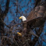 Port Alice: Sea Otter and Wildlife Tour - 6 hour with lunch - Authentic Experiences and Real Feedback