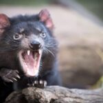 Port Arthur, Richmond and Tassie Devils Active Tour from Hobart - Practical Details and Value