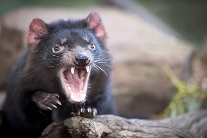 Port Arthur, Richmond and Tassie Devils Active Tour from Hobart - Practical Details and Value
