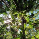 Port Douglas: Daintree Rainforest and Mossman Gorge Tour - Who Would Enjoy This Tour?