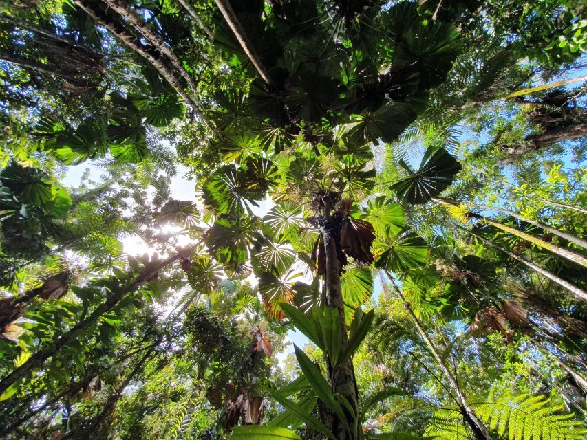 Port Douglas: Daintree Rainforest and Mossman Gorge Tour - Who Would Enjoy This Tour?