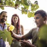 Port Douglas: Full Day Daintree Cultural Tour with Lunch - Exploring Mangroves and Mossman Gorge