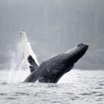 Port Hardy: Sea Otter and Whale Watching - Who Will Love This Tour?