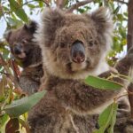 Port Lincoln Mikkira Station Wild Koala Safari Tour - Who Should Consider This Tour?