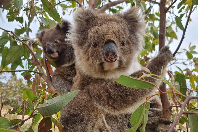 Port Lincoln Mikkira Station Wild Koala Safari Tour - Who Should Consider This Tour?