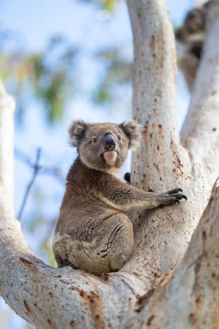 Port Lincoln Mikkira Station Wild Koala Safari Tour - Exploring Mikkira Station: A Natural Treasure in South Australia