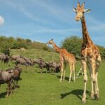 Port Lympne Day Ticket - Final Thoughts: Is Port Lympne Worth It?