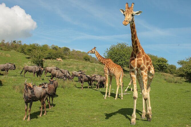 Port Lympne Day Ticket - Final Thoughts: Is Port Lympne Worth It?