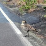 Port of Hilo to Volcano Tour - A Deep Dive Into the Experience