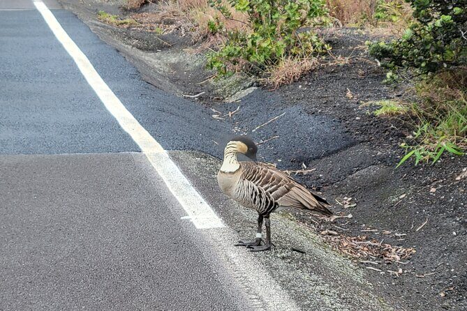 Port of Hilo to Volcano Tour - A Deep Dive Into the Experience
