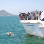 Port Stephens: Dolphin Discovery Cruise - An In-Depth Look at the Port Stephens Dolphin Discovery Cruise