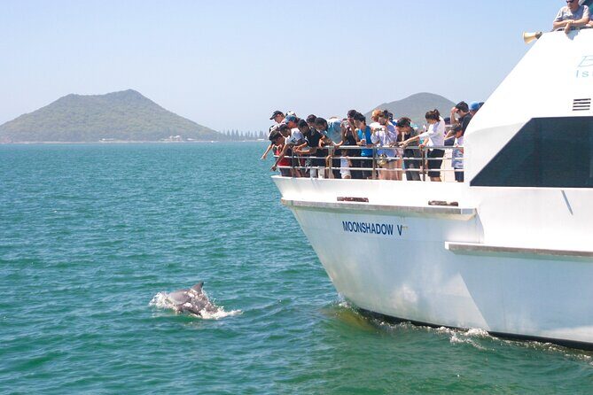 Port Stephens: Dolphin Discovery Cruise - An In-Depth Look at the Port Stephens Dolphin Discovery Cruise