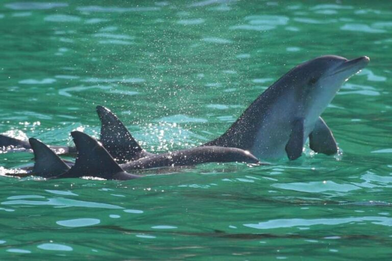 Port Stephens: Dolphin Watching Cruise - A Deep Dive into the Experience