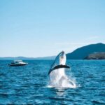 Port Stephens, from Newcastle: Whales, hike & sand dunes! - FAQ
