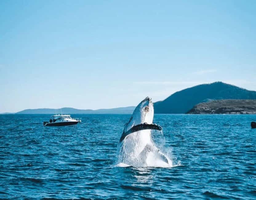 Port Stephens, from Newcastle: Whales, hike & sand dunes! - FAQ