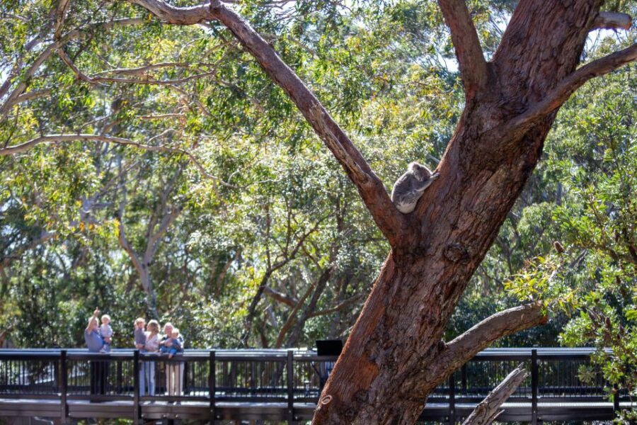 Port Stephens: Koala Sanctuary General Admission Ticket - A Detailed Look at the Port Stephens Koala Sanctuary Experience