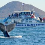 Port Stephens: Whale Watching Cruise - The Reviews in a Nutshell
