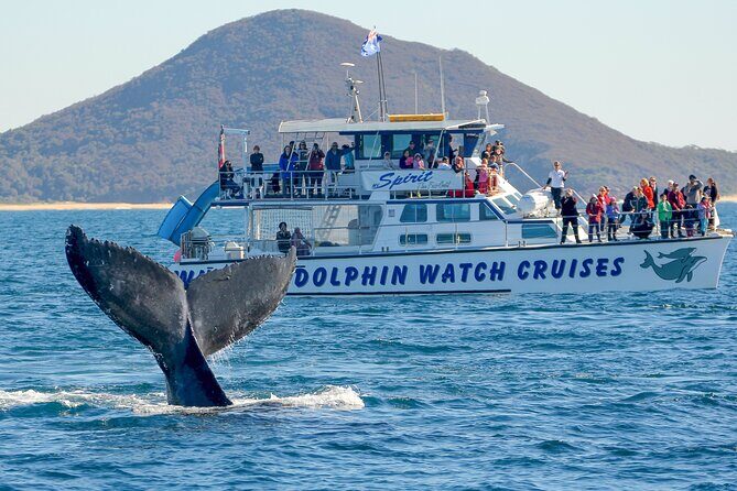 Port Stephens: Whale Watching Cruise - The Reviews in a Nutshell