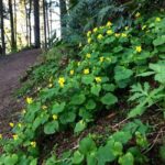 Portland: Forest Park Guided Hike with Witches Castle - The Practicalities and Value