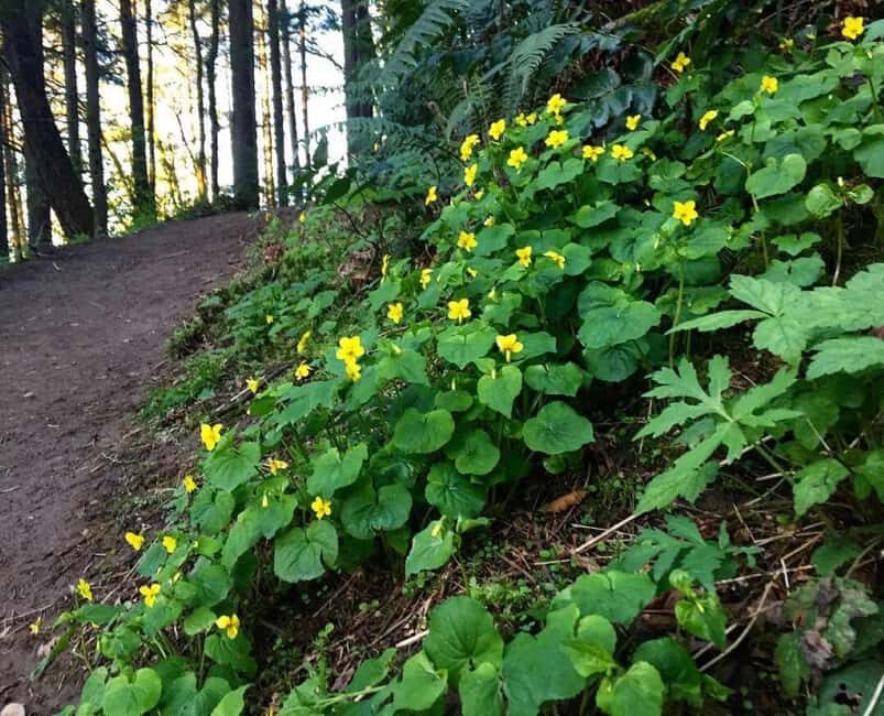 Portland: Forest Park Guided Hike with Witches Castle - The Practicalities and Value