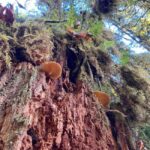 Portland: Silver Falls State Park Waterfall Hike - What Makes This Tour Special?