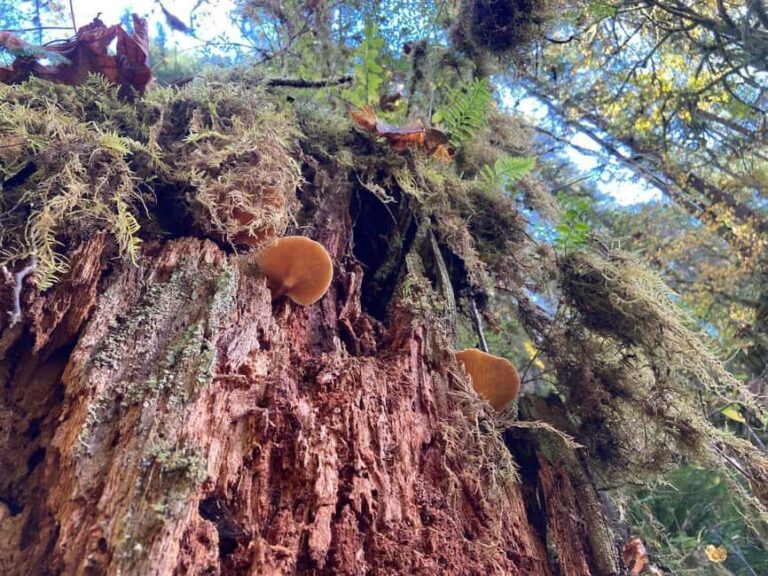 Portland: Silver Falls State Park Waterfall Hike - What Makes This Tour Special?