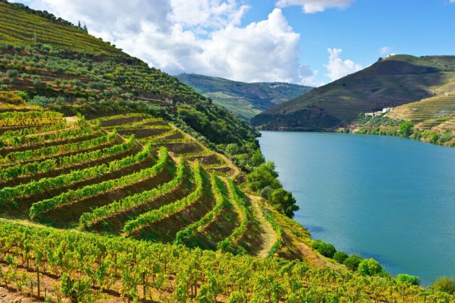 Porto: Douro Valley History & Wine Tour with Cruise & Lunch - Considering the Downsides