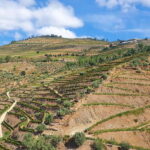 Porto: Douro Valley Private Tour with Winery Visit & Lunch - Meeting in Porto and Heading to the Douro