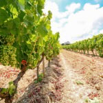 Porto: Douro Valley Wine & History Tour with Cruise & Lunch - Detailed Stops and What You Can Expect