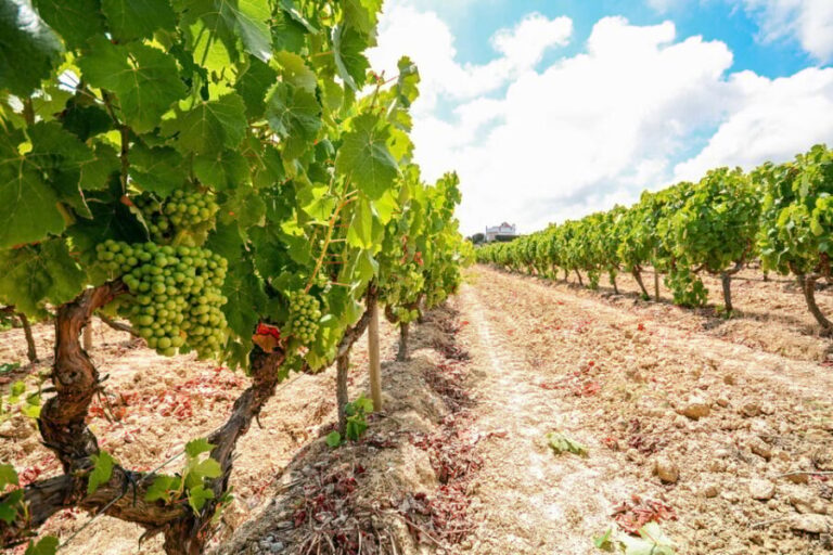 Porto: Douro Valley Wine & History Tour with Cruise & Lunch - Detailed Stops and What You Can Expect