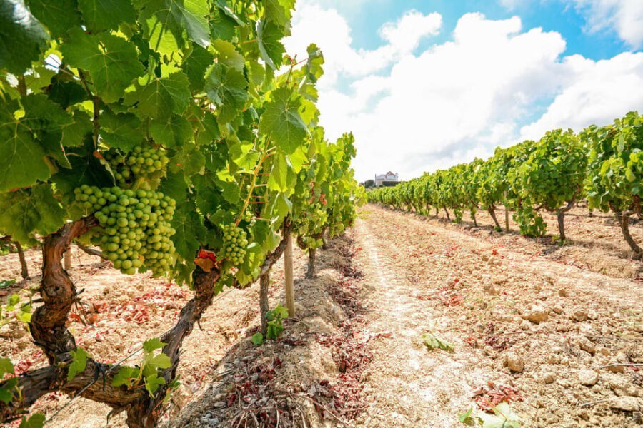 Porto: Douro Valley Wine & History Tour with Cruise & Lunch - Detailed Stops and What You Can Expect