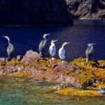 Porto: Half-Day Cruise Scandola Reserve & Calanche de Piana - Who Will Enjoy This Tour?