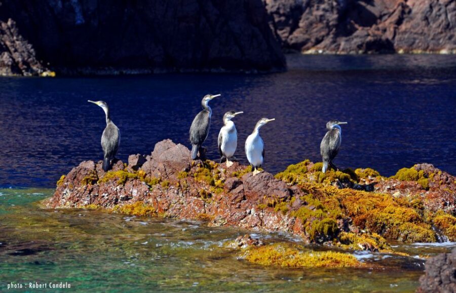 Porto: Half-Day Cruise Scandola Reserve & Calanche de Piana - Who Will Enjoy This Tour?