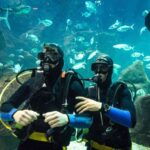 Porto Moniz: Diving with Sharks and Rays in Madeira Aquarium - Final Thoughts: Who Will Love This Experience?