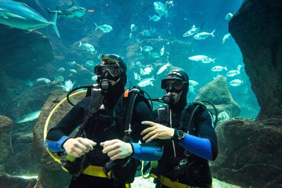 Porto Moniz: Diving with Sharks and Rays in Madeira Aquarium - Final Thoughts: Who Will Love This Experience?