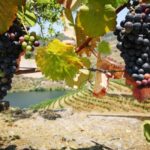 Porto: Private tour of the Douro Valley and schist village. Exclusive program - A Journey Through Portugal’s Authentic Countryside
