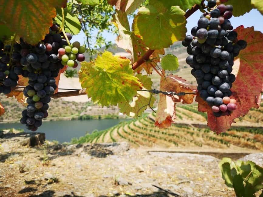 Porto: Private tour of the Douro Valley and schist village. Exclusive program - A Journey Through Portugal’s Authentic Countryside